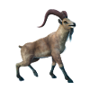 Realistic Markhor