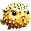 Inflated puffer fish