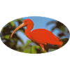 ibis 1 Red Flamingo Amazonia