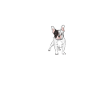Dog Frenchie