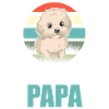 Dog Maltese Papa