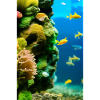 Fish, Aquarium