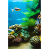 Fish, Aquarium