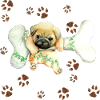 Little dog