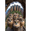 Owls Selfie Funny Mountains