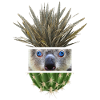 Koala Azure Cactus Collage