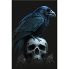 Raven sits on skull skull