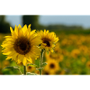 Tournesols
