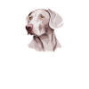Weimaraner Weimaraner Dog