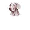 Weimaraner Mom, Weimaraner Dog