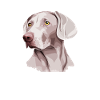 Weimaraner Dog