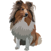 Sheltie Collie Drawing Dog