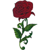 Rose rouge