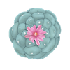 Coloured Peyote
