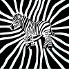 Zebra in Schwarz und Weiß