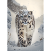 Snow Leopard