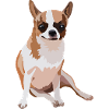 Funny brown Chihuahua