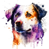 Australian Shepherd Dog Akvarel | Fedt motiv