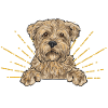 Cairn Terrier Chien
