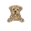 Cairn Terrier Dog