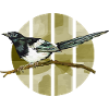 Bunter Vogel