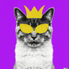 Blind Cat 1