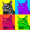 Blind Cat 3