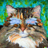Blind Cat 17