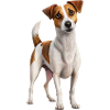 NICE DOG