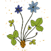 Liverwort, medicinal plant