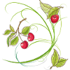 Cherries,Fruit