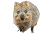 Quokka - Friendly