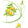 Peaches, fruit