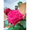 Rote Rose