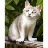 white persian cat