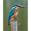 kingfisher on the branch