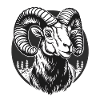 Sheep's buck