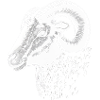 Sheep Head
