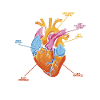 Parts Of Heart