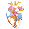 Parts Of Heart