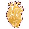 Parts Of Heart