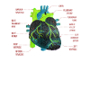 Parts Of Heart