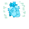 Parts Of Heart