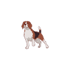 Beagle Gift Beagle Owner