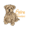 Cairn Terrier Dog