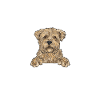 Cairn Terrier Chien