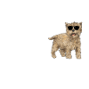 Cairn Terrier Chien