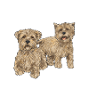 Cairn Terrier Dog