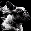 French Bulldog, Black & White