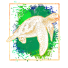 Sea turtle
